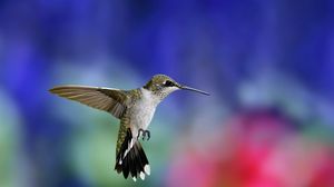 Превью обои колибри, птица, взмах, крылья, фон, размытость