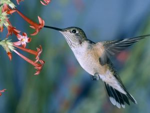 Превью обои колибри, птица, взмах, цветы