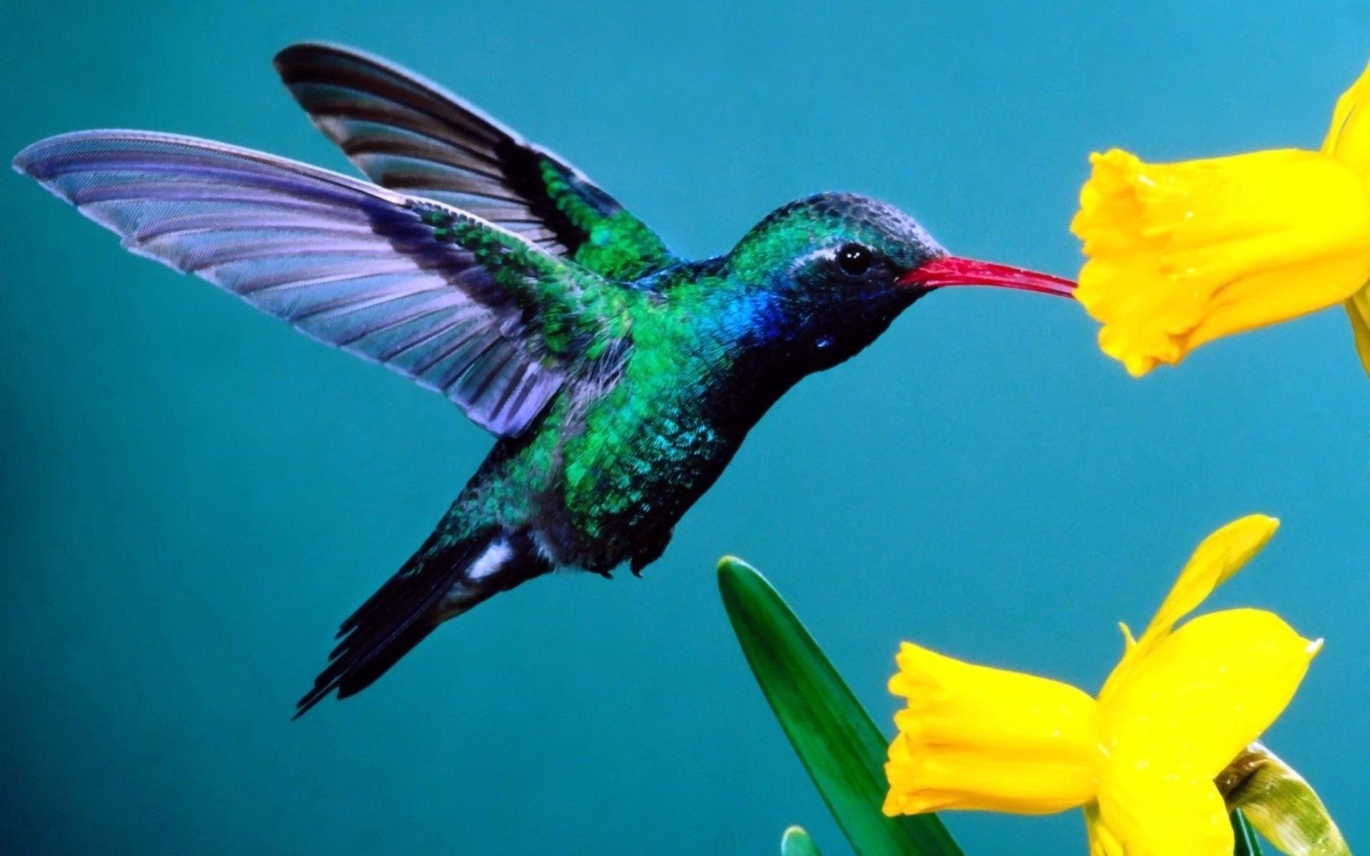 Колибри на цветах: подборка картинок