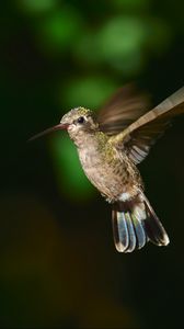 Превью обои колибри-цинантус, колибри, птица, крылья, клюв