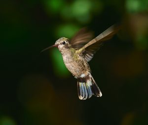 Превью обои колибри-цинантус, колибри, птица, крылья, клюв