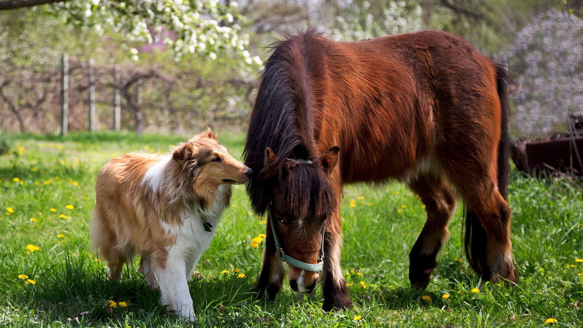 Лошадь и собака Дружба