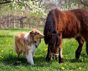 Превью обои колли, собака, лошадь, трава, дружба, пони