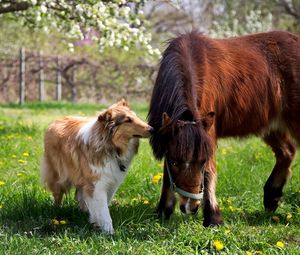 Превью обои колли, собака, лошадь, трава, дружба, пони
