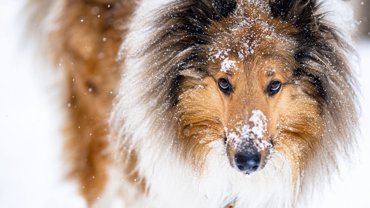 Обои колли, собака, питомец, снег