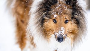 Превью обои колли, собака, питомец, снег