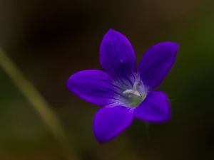 Превью обои колокольчик, цветок, лепестки, фиолетовый