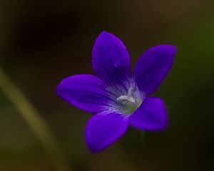 Превью обои колокольчик, цветок, лепестки, фиолетовый