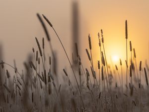 Превью обои колос, солнце, рассвет, трава