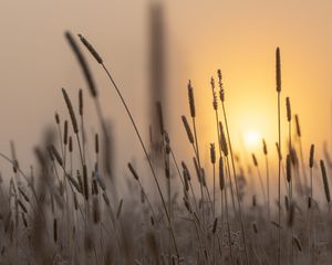 Превью обои колос, солнце, рассвет, трава