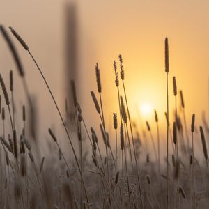 Превью обои колос, солнце, рассвет, трава