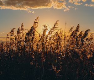 Превью обои колос, трава, солнце, сухой