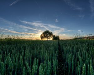 Превью обои колосья, дерево, лето, небо, цвета, поле