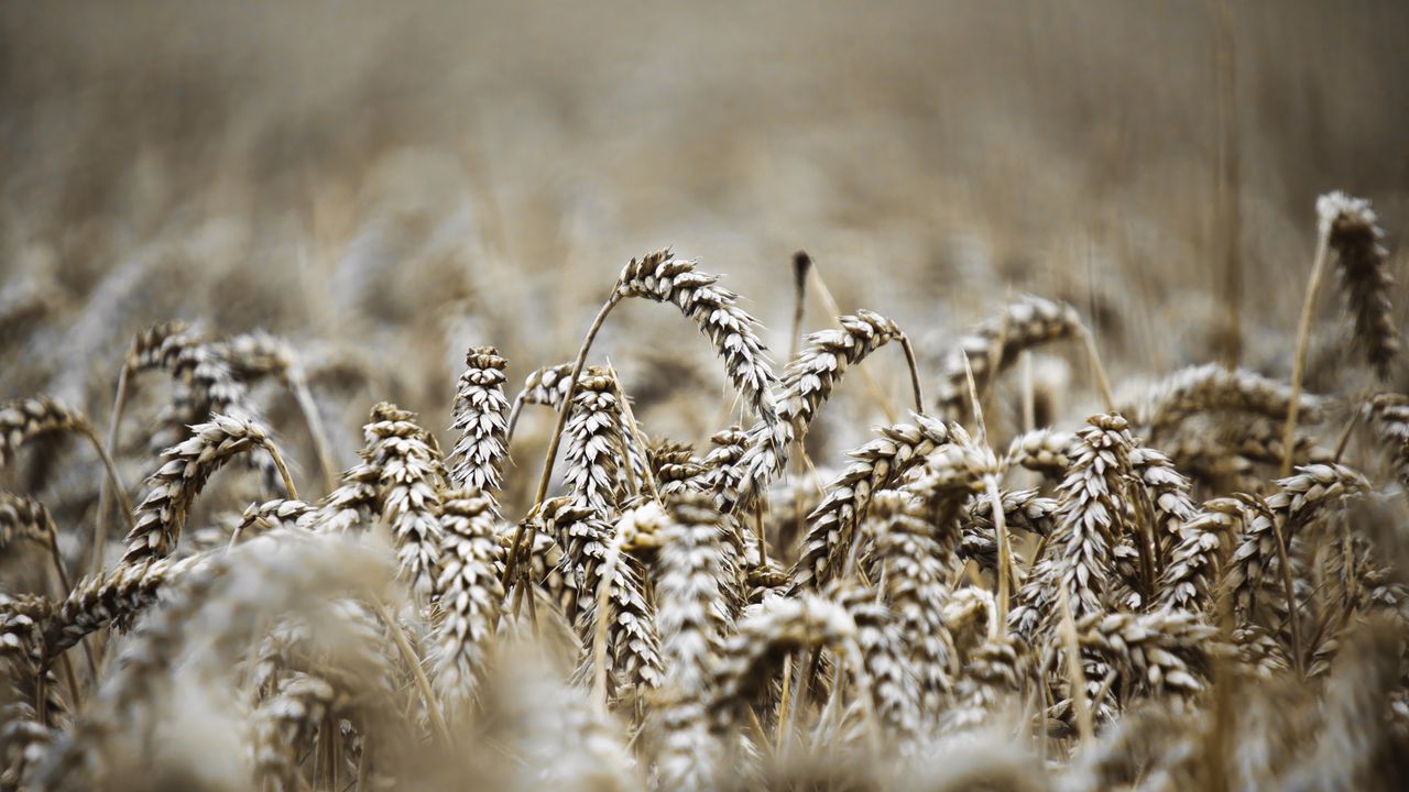 Обои колосья, макро, пшеница, поле, размытие