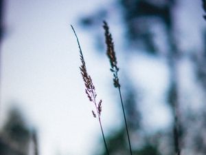 Превью обои колосья, макро, трава, размытость