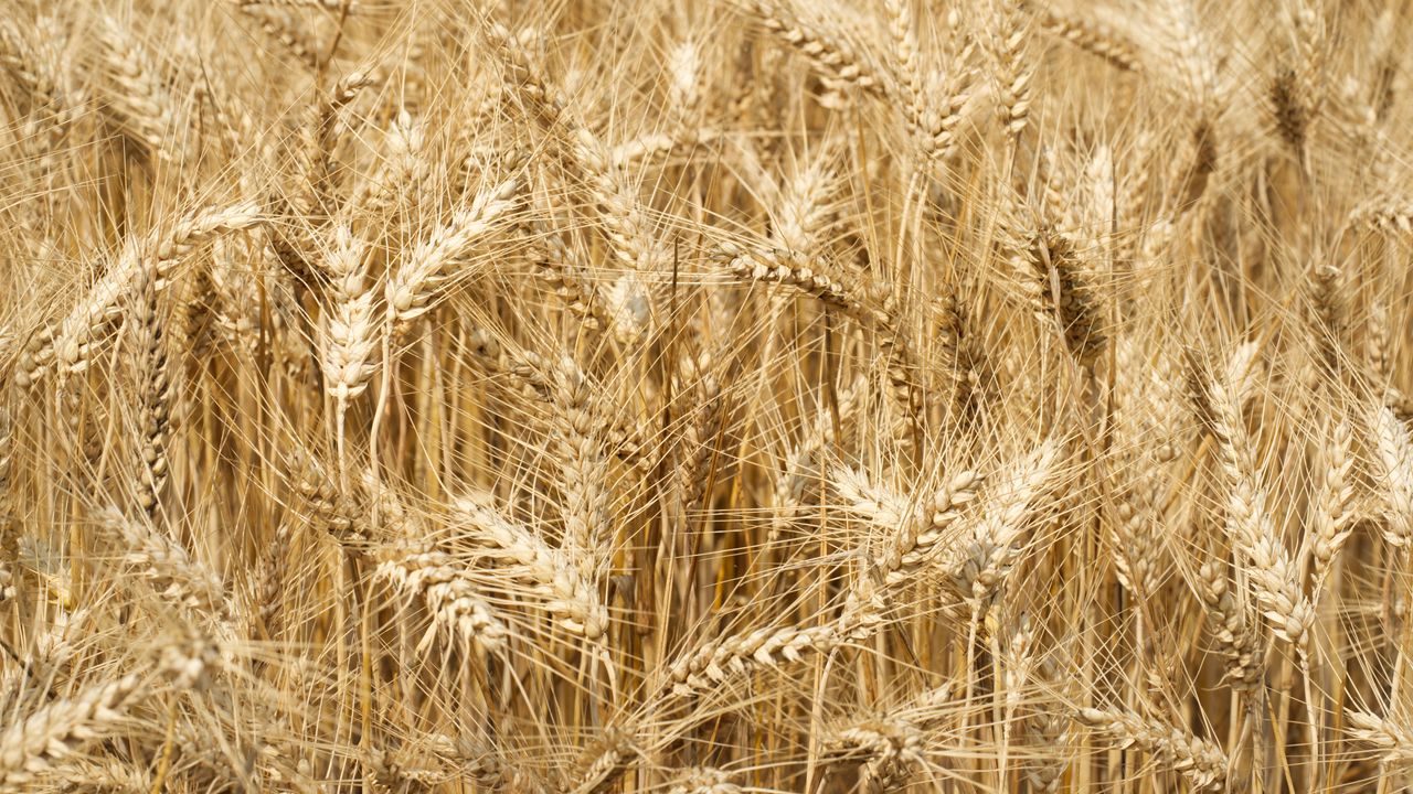 Обои колосья, поле, пшеница, природа