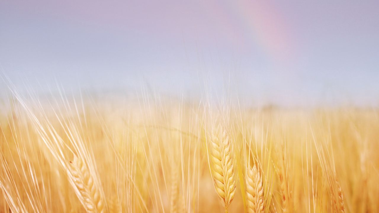 Обои колосья, поле, пшеница, золотая, небо, радуга
