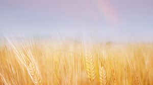 Превью обои колосья, поле, пшеница, золотая, небо, радуга