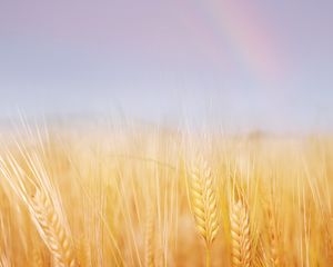 Превью обои колосья, поле, пшеница, золотая, небо, радуга