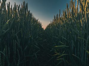 Превью обои колосья, поле, трава, тропинка