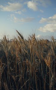 Превью обои колосья, поле, трава, небо