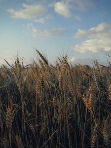 Превью обои колосья, поле, трава, небо