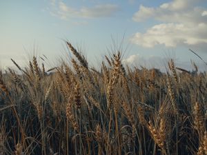 Превью обои колосья, поле, трава, небо