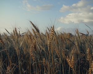 Превью обои колосья, поле, трава, небо