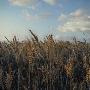 Превью обои колосья, поле, трава, небо