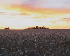 Превью обои колосья, поле, цветы, небо, закат