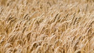 Превью обои колосья, пшеница, поле, сухой