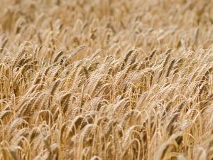 Превью обои колосья, пшеница, поле, сухой