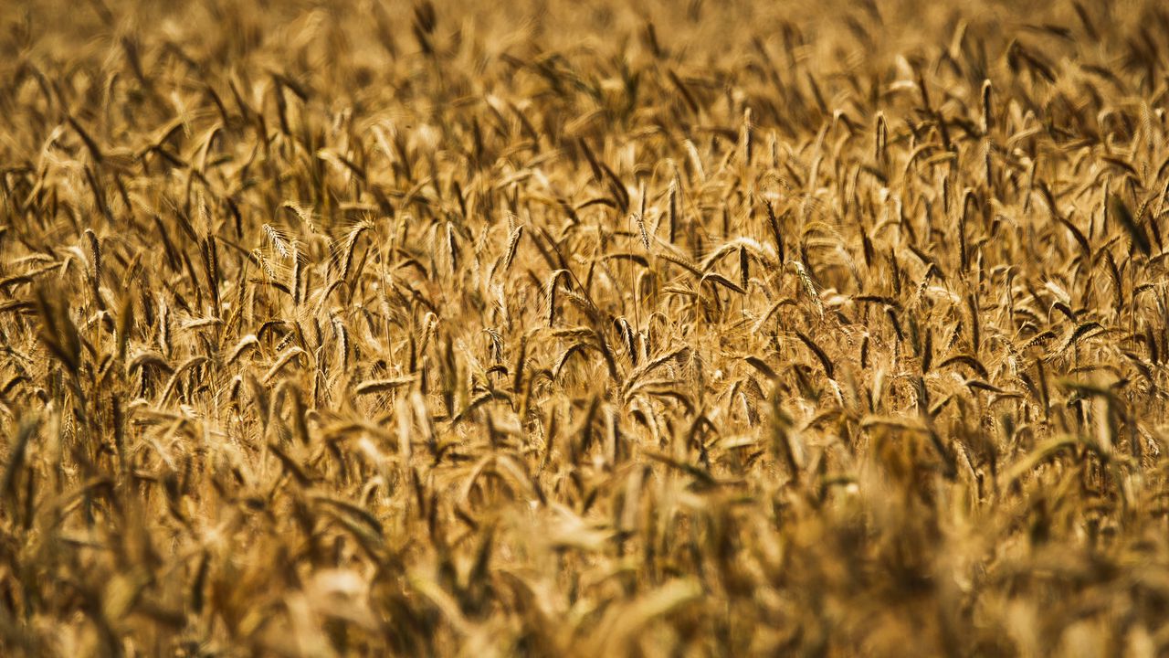 Обои колосья, пшеница, поле, размытие