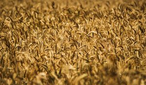Превью обои колосья, пшеница, поле, размытие