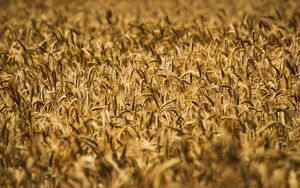 Превью обои колосья, пшеница, поле, размытие