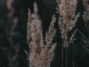 Превью обои колосья, растение, трава, сухой