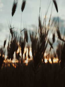 Превью обои колосья, растения, небо, вечер