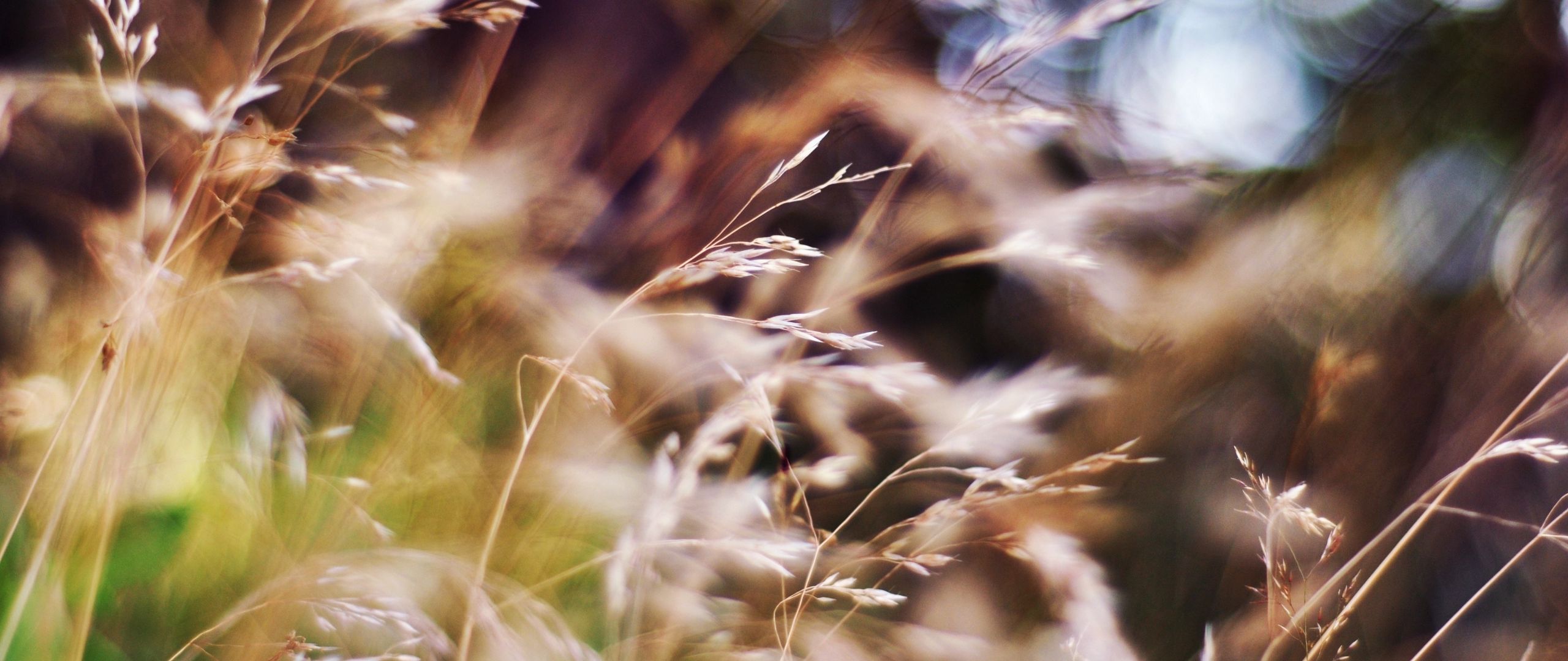 Blur Backgrounds Archives - SplitShireSplitShire Blurred background, Blur image,