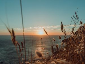 Превью обои колосья, солнце, море, горизонт