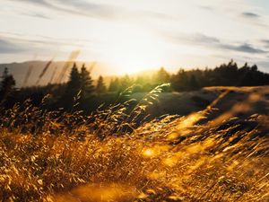 Превью обои колосья, трава, лучи, солнце