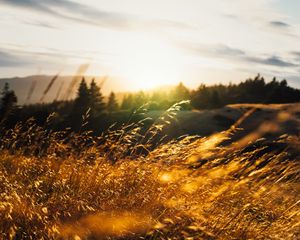 Превью обои колосья, трава, лучи, солнце