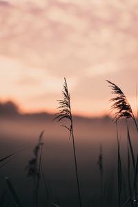 Превью обои колосья, трава, макро, туман, фокус