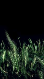 Превью обои колосья, трава, поле, ночь