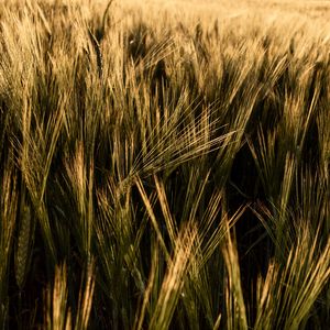 Превью обои колосья, трава, поле, сухой, растение