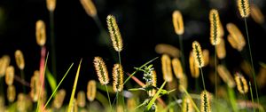 Превью обои колосья, трава, поле, природа