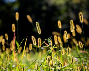 Превью обои колосья, трава, поле, природа