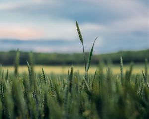 Превью обои колосья, трава, размытость