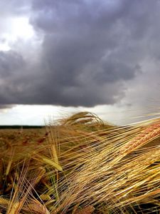 Превью обои колосья, усики, пасмурно, небо, передний план, тучи, поле