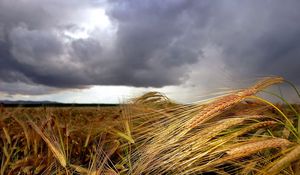 Превью обои колосья, усики, пасмурно, небо, передний план, тучи, поле