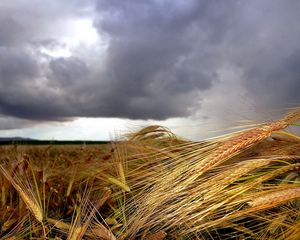 Превью обои колосья, усики, пасмурно, небо, передний план, тучи, поле